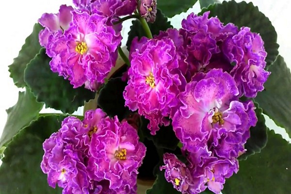 description de la violette olesya