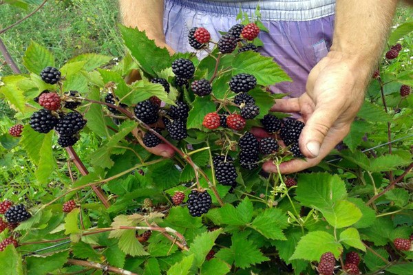 blackberry bush formation