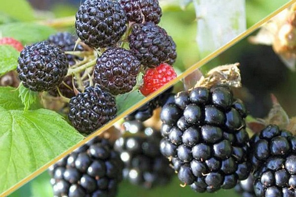 pagkakaiba-iba ng raspberry at blackberry