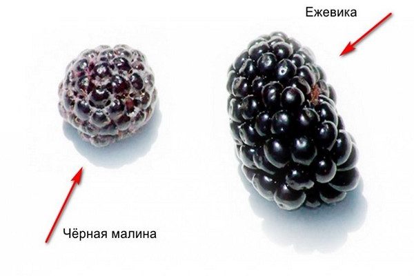 raspberry hitam + dan perbezaan blackberry