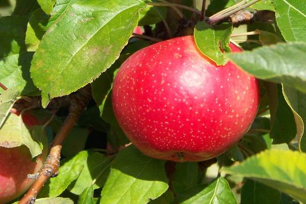 Pepin saffron, mô tả cây táo