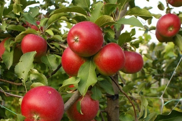 Pepin saffron, mô tả cây táo
