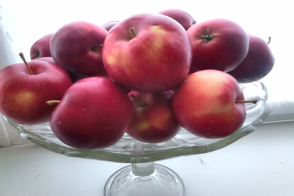 Pepin šafran, popis jablone