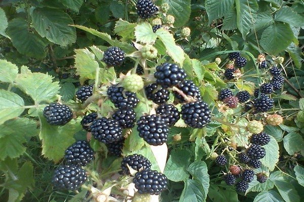 how to feed blackberries