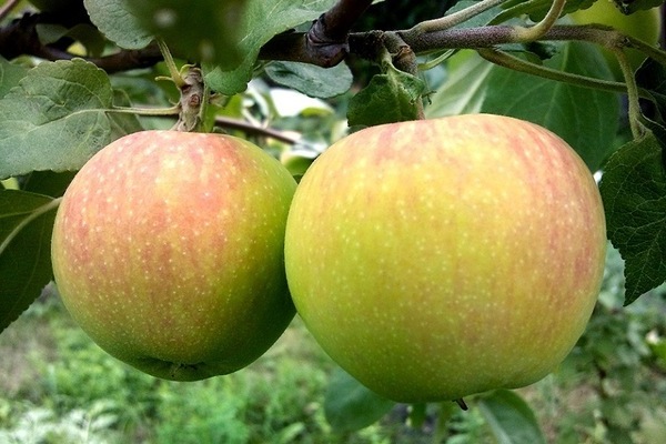 Apple tree Golden Delicious