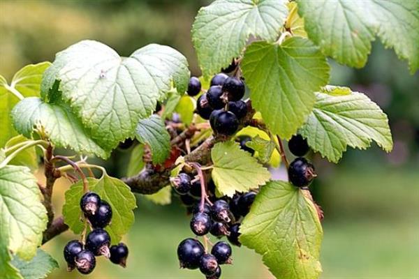Black currant Amicable photo