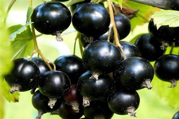 Siyah frenk üzümü Minusinsk bozkır fotoğrafı
