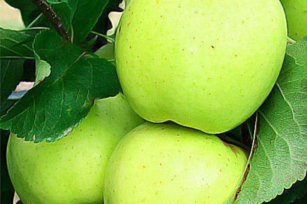 ต้นแอปเปิ้ล Calvil สีขาว ภาพถ่ายฤดูร้อน