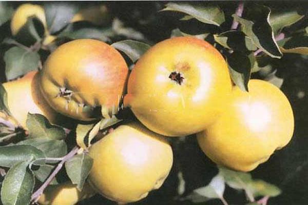 Pokok epal Calvil diraja