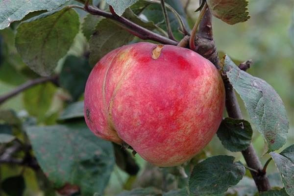 Apple tree robin photo