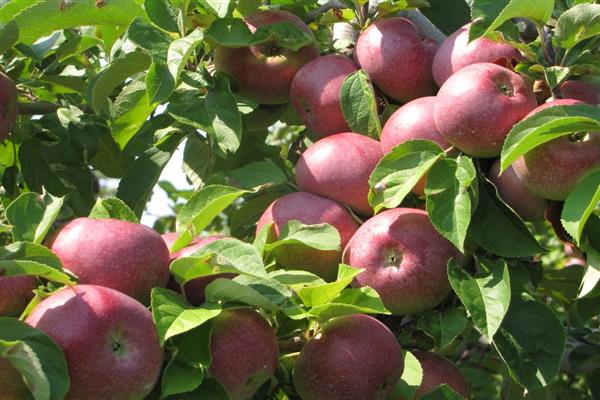 Apple tree Macintosh photo