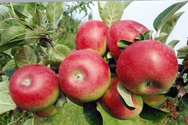 Apple tree Macintosh photo