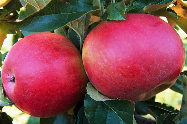 ภาพถ่ายสีแดงของต้นแอปเปิ้ลเมลบา