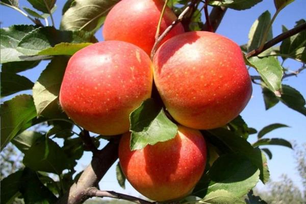 Apple tree Miltosh photo
