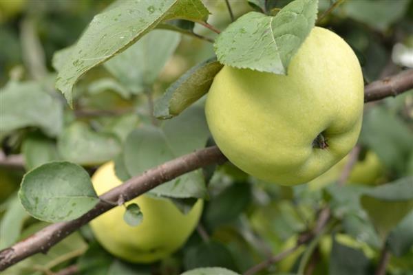 ต้นแอปเปิ้ล ภาพถ่ายพื้นบ้าน