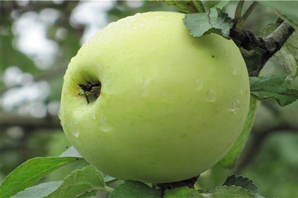Foto rakyat pokok epal