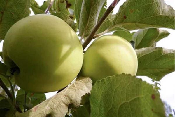 Stablo jabuke Narodna fotografija