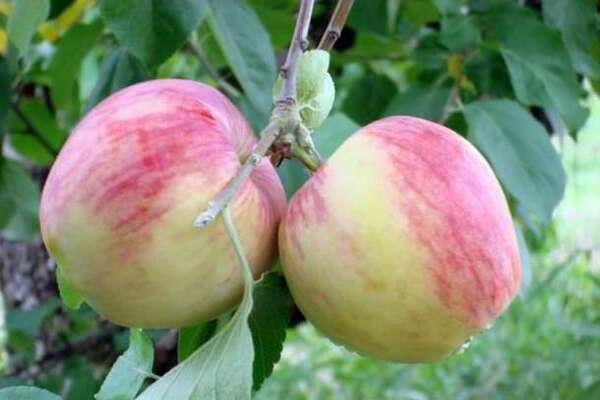 Jablkový strom Rossosh, augustová fotografia