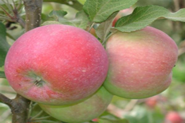 Fotografija stabla jabuke Kuban Sunrise