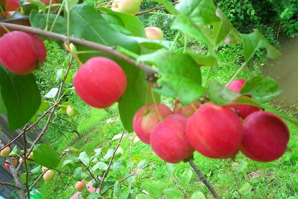 Apple tree Zhivinka photo