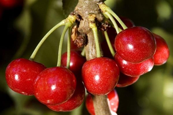Cherry Altai svale bilde