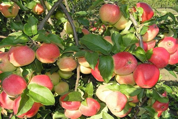 ต้นแอปเปิ้ล Kandil Orlovsky photo