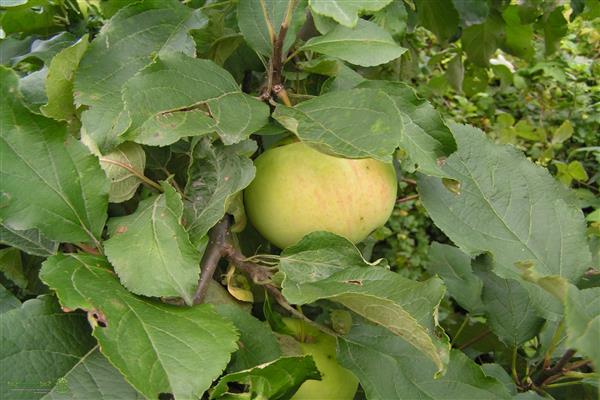 ภาพถ่าย Lyubava ต้นแอปเปิ้ล