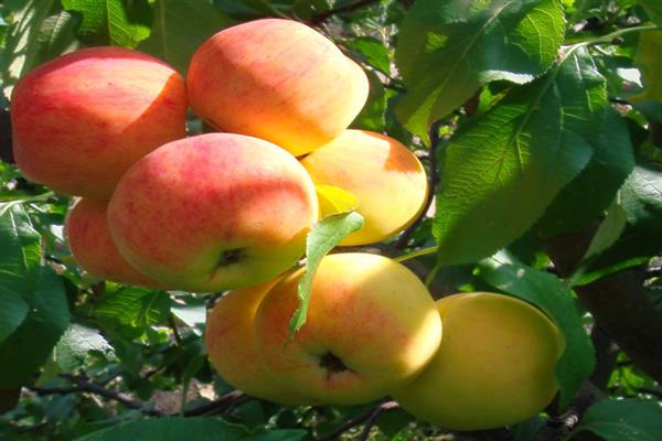 Apple tree Raspberry photo