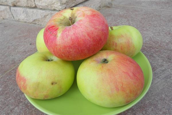 Apple tree Marat Busurin photo
