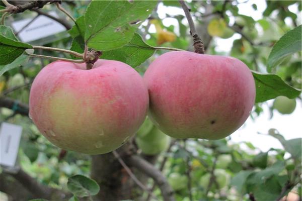 Apple tree Oryol pioneer photo