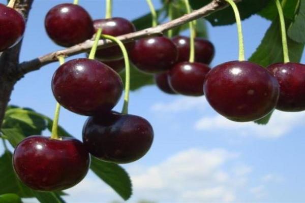 Cherry Sania bilde