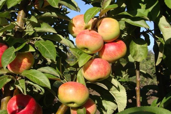 Fotografija grede stabla jabuke