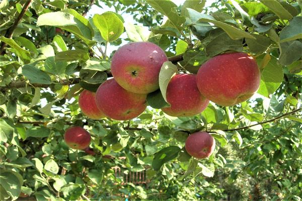 Apple tree Orlik -bilde