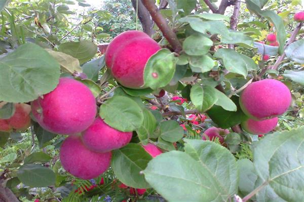 Apple tree Orlik -bilde