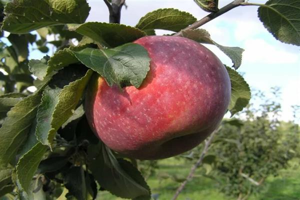 الصورة المطلوبة لشجرة التفاح