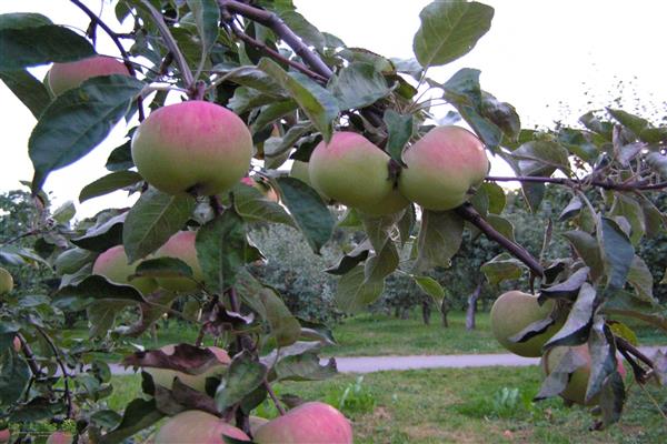 Apple tree Zaryanka photo