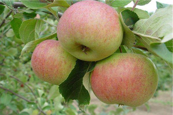 Apple tree Health photo