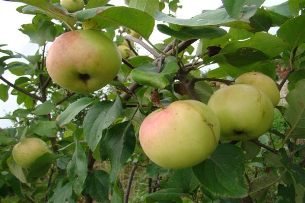 Šťavnatá fotka jablone Zelenka