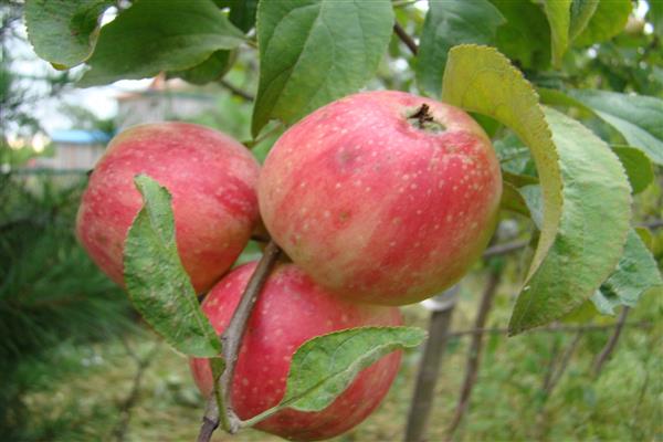 ต้นแอปเปิ้ล ภาพถ่ายอะบอริจิน