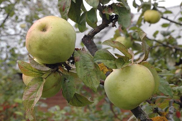 Снимка на ябълково дърво Ахтуба