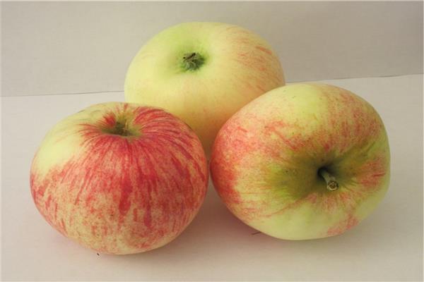 Vybraná fotografia jablone