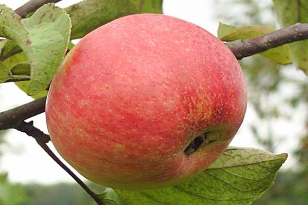 Vybraná fotografia jablone