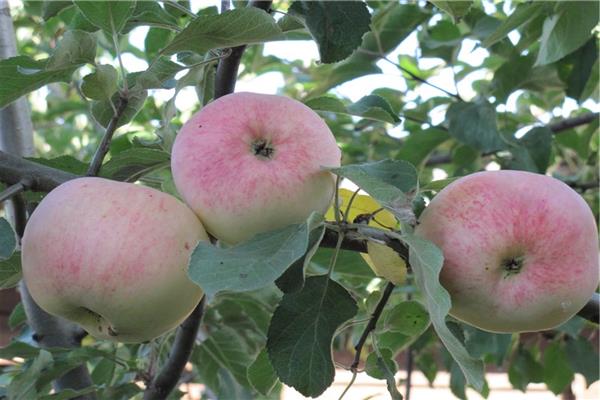 Apple tree Lomonosov photo