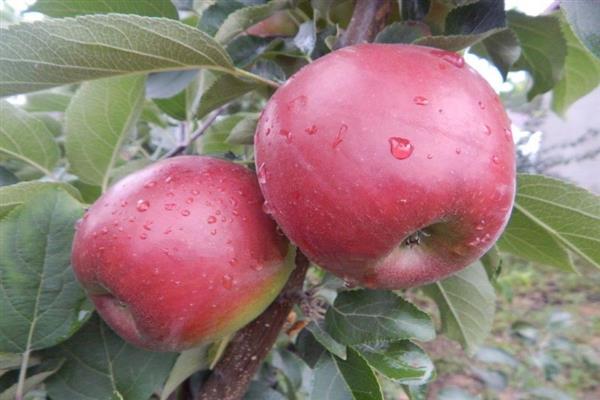 Pagrindinė obuolių medžio nuotrauka