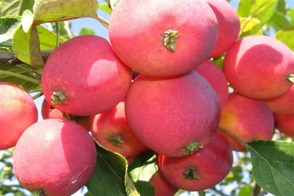 ต้นแอปเปิ้ล Zhebrovskoe photo