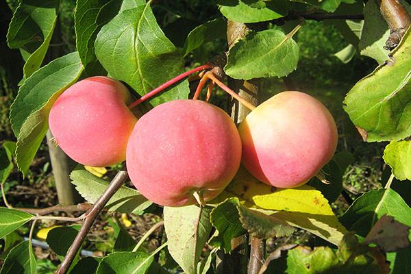 ต้นแอปเปิ้ล Zhebrovskoe photo