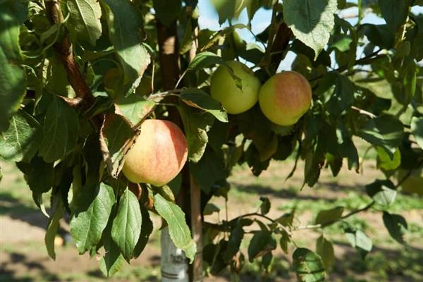 Stablo jabuke Zhigulevskoe fotografija