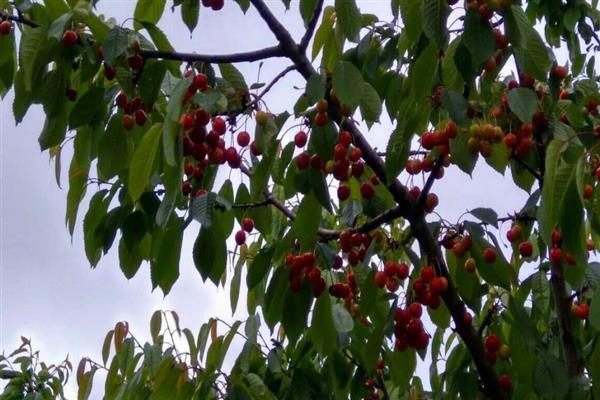 Sweet cherry Dagestan early photo