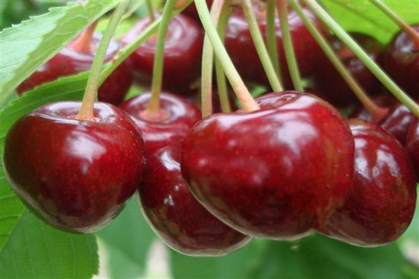 „Cherry Etok“ grožio nuotrauka