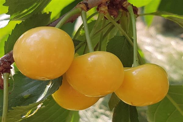 Saldžiųjų vyšnių buitinė geltona nuotrauka